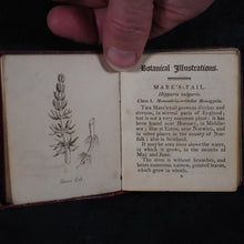 Load image into Gallery viewer, [Forster, Benjamin Meggott]. Botanical Illustrations of the Twenty-Four Classes in the Linnaean System of Vegetables, by Select Specimens of English Plants. Darton, Harvey, and Darton London. 1813.
