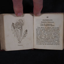 Load image into Gallery viewer, [Forster, Benjamin Meggott]. Botanical Illustrations of the Twenty-Four Classes in the Linnaean System of Vegetables, by Select Specimens of English Plants. Darton, Harvey, and Darton London. 1813.

