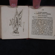 Load image into Gallery viewer, [Forster, Benjamin Meggott]. Botanical Illustrations of the Twenty-Four Classes in the Linnaean System of Vegetables, by Select Specimens of English Plants. Darton, Harvey, and Darton London. 1813.
