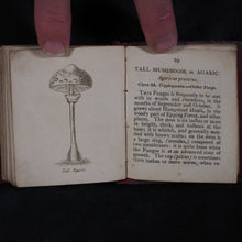 Load image into Gallery viewer, [Forster, Benjamin Meggott]. Botanical Illustrations of the Twenty-Four Classes in the Linnaean System of Vegetables, by Select Specimens of English Plants. Darton, Harvey, and Darton London. 1813.
