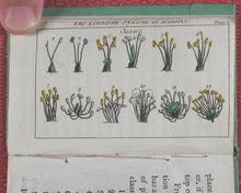 Load image into Gallery viewer, Familiar introduction to botany. Illustrated with copper-plates. John Wallis. London. Printed by T. Gillet. 1803.
